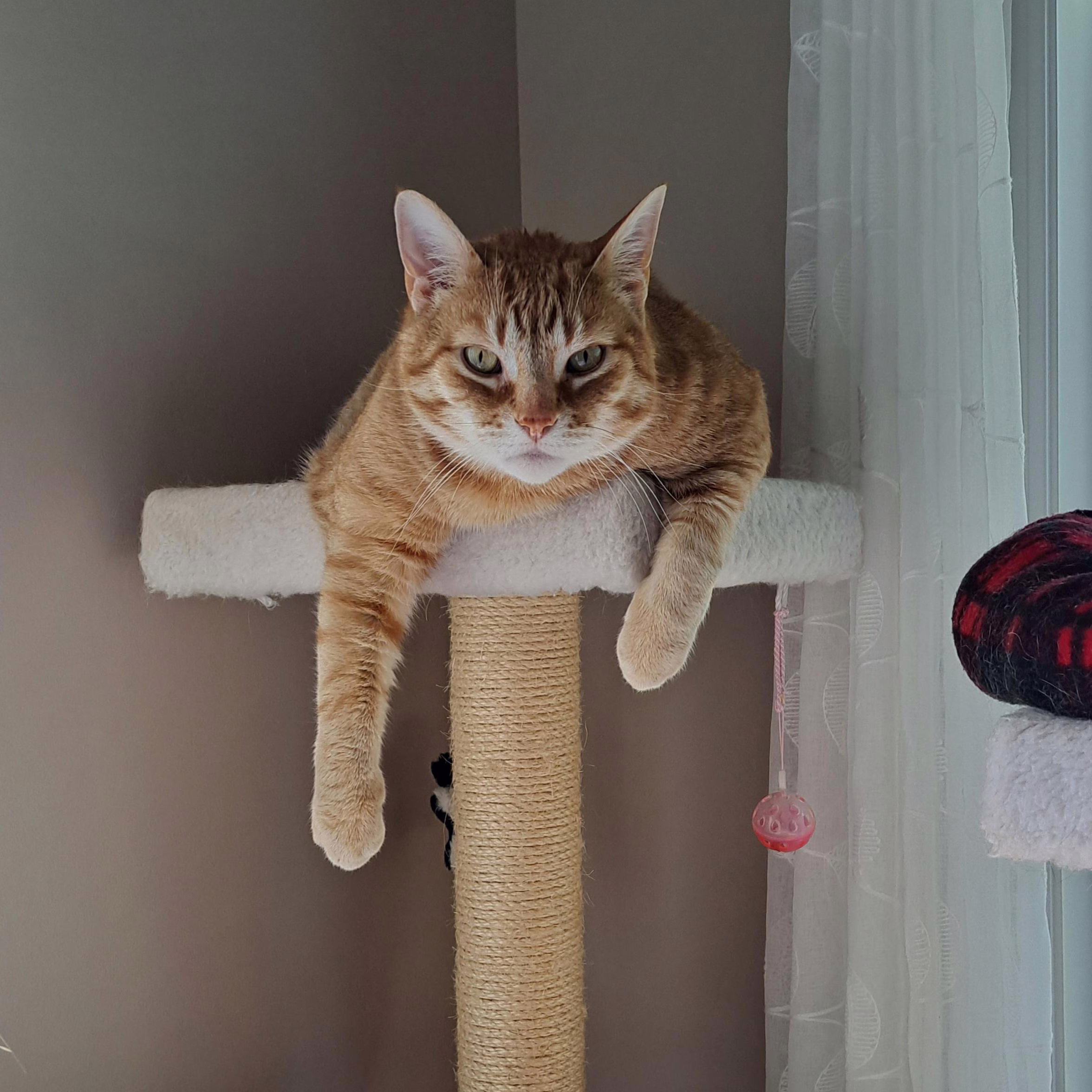 Clifford the cat on a post